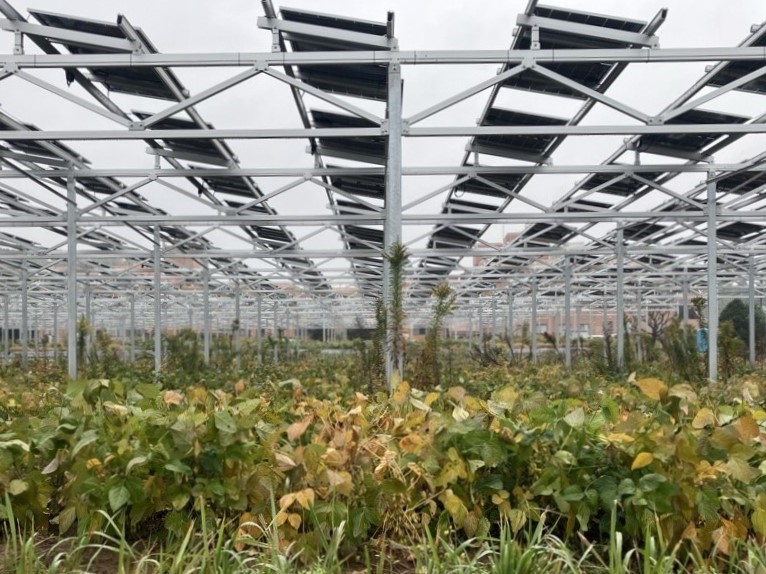 地上設置（営農型）